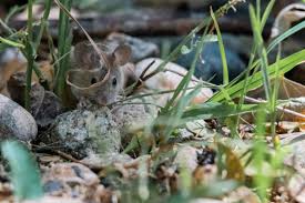 A mouse glue trap is a flat piece of cardboard or a shallow plastic tray that is covered in a specially designed adhesive that can be placed flush against floors and walls where rodents travel. Mice In Backyard How To Get Rid Of Mice In Your Yard Terminix
