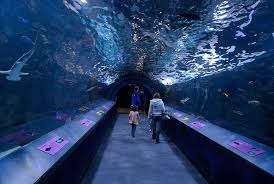 Roadtrippers Magazine Roadtrippers Newport Aquarium City Travel Downtown Hotels