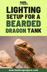 Lighting Setup For A Bearded Dragon Tank Bearded Dragon Tank Bearded Dragon Lighting Bearded Dragon