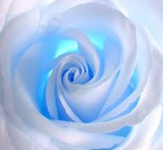 Sky Blue Rose Large Wall Murals Blue Roses Wallpaper Vinyl Wallpaper