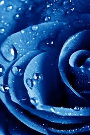 Blue Rose Blue Roses Wallpaper Blue Flower Wallpaper Blue Rose