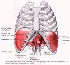 Pin On Diaphragmatic Breathing