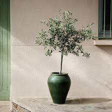 Arbequina Olive Tree Olive Trees For Sale Arbequina Olive Tree Indoor Olive Tree