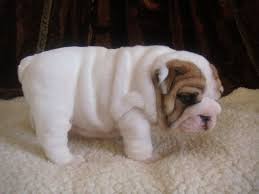 We are breeders of renascence bulldogs. Adorable And Lovely English Bulldog Puppies Cottage Grove Mn Bulldog Puppies English Bulldog Puppies Cute Dogs