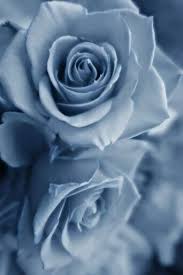Such A Pretty Color Blue Roses Beautiful Roses Flowers