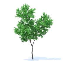 Orange Tree 3d Model 3 4m 3d Model Ad Tree Orange Model Orange Tree 3d Model Tree
