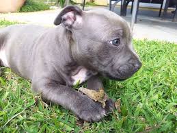 A blue nose pitbull is a type of pit bull, characterized by its blue colored nose and coat. Blue Nose Staffie Staffordshire Terrier Puppy Staffy Dog Cute Animals