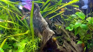 However, did you know betta fish (aka the siamese fighting fish) can be kept with other. 4k Aquarium Betta Fish Ember Tetra Black Neon Siamese Algae Eater Youtube