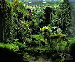 Le Meilleur Images Reptiles Terrarium Suggestions Paludarium M Rainforest Ivlc Terrar Paludarium Terrarium Reptile Terrarium