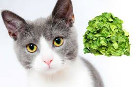 Spinach is high in vitamin a, a nutrient required for sebum production to keep hair moisturized. Can Cats Eat Spinach The Surprising Risks And Benefits