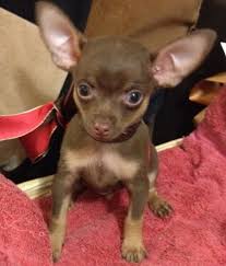 Pin By Kelly Pena On Brownies So Sweet Teacup Chihuahua Puppies Chihuahua Puppies Teacup Chihuahua
