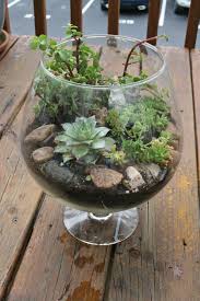 Img 7798 Succulents In Glass Succulent Garden Diy Succulent Terrarium