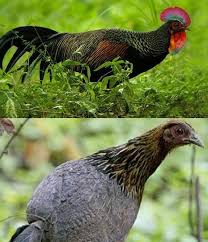 Habitat Asli Ayam Hutan Hijau Habitat Hijau Ayam Jantan