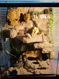Leopard Gecko Baby Vivarium Styrofoam Drylok Background By Sierra Mason Coe Leopard Gecko Gecko Vivarium