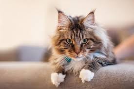 The cheapest offer starts at £8. Pure Breed Maine Coon Cat Should Be Tested For Inherited Diseases Figo Pet Insurance