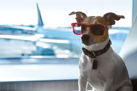 All pets must have all necessary vaccinations and documentation, id tags, and a pet license. 9 Most Pet Friendly Airlines In America Full List Million Mile Secrets