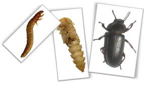 Sciences Les Tenebrions Et La Metamorphose Metamorphose Vers De Farine Science