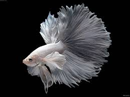 I started betta fish center in 2005 to share my passion and knowledge about these amazing little creatures with others. Amazing Betta Fish