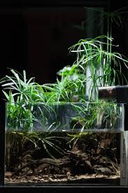 Riparium Aquascape Nature Aquarium Aquarium