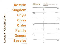 Stem Club Scientific Classification And Dichotomous Keys Eva Varga Teaching Biology Science Biology Biology Lessons