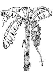 Pin On Banana Bunch Coloring Pages