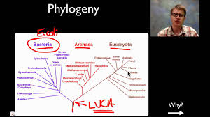 Classification And Domains Of Life Biology Socratic