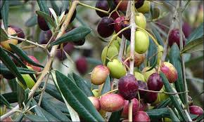La Production Mondiale De L Huile D Olive Devrait Diminuer En 2018 19 Hortitecnews