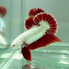 Platinum red dragon halfmoon hm betta. Red Dragon Halfmoon Plakat Ikan Cupang Kucing Lucu Ikan