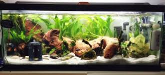 Zoidborg 20 Gallon Long Your Tanks Tank Aquascape Gallon