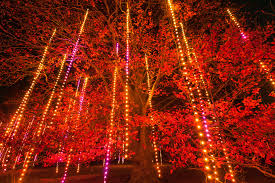 Pin On Illumination Tree Lights At The Morton Arboretum