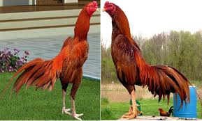 Foto Dan Gambar Ayam Bangkok Super Berkelas Dari Thailand Ayam Juara Ayam Bangkok Gambar