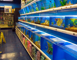Fish And Aquarium Stores Aquarium Store Aquarium Design Aquarium