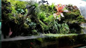 Tropical Rainforest In Aquascape Paludarium Terrarium Vivarium Waterfall Diorama Aquarium Akvarium Aquarien Aquascape Tropical Rainforest Terrarium
