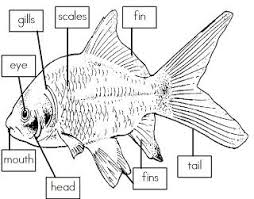 Mrs I S Class Label The Parts Of A Fish Freebie Fish Unit Fish Unit Study Fish Activities