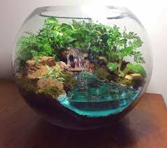 How To Make A Terrarium In A Glass Bowl Diy Succulent Terrarium Water Terrarium How To Make Terrariums