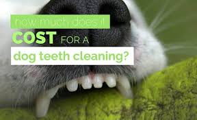 Aside from that, pet teeth that are not clean can lead to several potential health dangers that can affect more than just your pet's teeth. How Much Does Dog Teeth Cleaning Cost Average Pricing Costs
