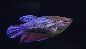How do you know which you have bought? Amazon Com Female Betta Splendens Siamese Fish Assorted Colors Live Tropical Aquarium Fish Pet Supplies