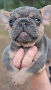 Fan page for frenchie enthusiasts who own, love, want, or admire frenchies. Small French Bully Puppy Bulldog Puppies French Bulldog Puppies French Bulldog Puppy