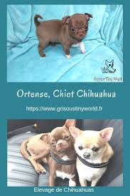 Elevage De Chihuahuas Bebe Chihuahua Elevage Chien Dresser Un Chien