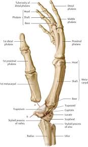 Functional Anatomy Of The Upper Limb Anatomy An Essential Textbook 1st Ed Upper Limb Anatomy Anatomy Bones Human Muscle Anatomy
