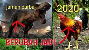 Ayam Adalah Evolusi T Rex Fakta Teori Evolusi Yang Mengejutkan Youtube