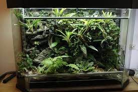 Dart Frog Terrarium Garden Terrarium Frog Terrarium Terrarium