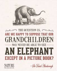 Animals Have The Right To Live Animal Conservation Save The Elephants Elephant