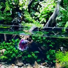 Feel So Relax When Watching This Paludarium Video Aquascape Aquarium Betta Fish Tank Aquarium Landscape