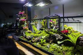 Vivarium Fish Tank Plants Aquarium Design Aquascape