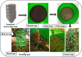 Species Diversity Of Different Insect Families Trapped Under Beer Based Volatile Fermentation Springerlink