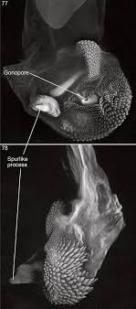 Revision Of The New World Species Of Oedichirus Coleoptera Staphylinidae Paederinae Pinophilini Procirrina