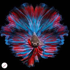 There are 100 fighter fish for sale on etsy, and they. Siamese Fighting Fish Macro Siamese Fighting Fish Beautiful Fish Betta Fish
