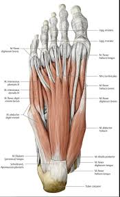 Pin By Lillian R Monroe On Musculo In 2020 Muscle Anatomy Ankle Anatomy Body Anatomy