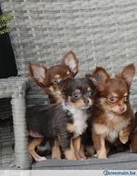 Chiots Chihuahua Poil Long A Vendre Honden